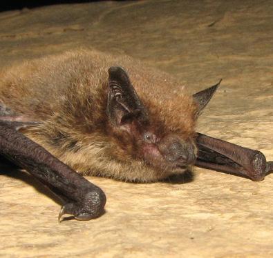 Eleven mammals now ‘uplisted' in Red List of Threatened Species