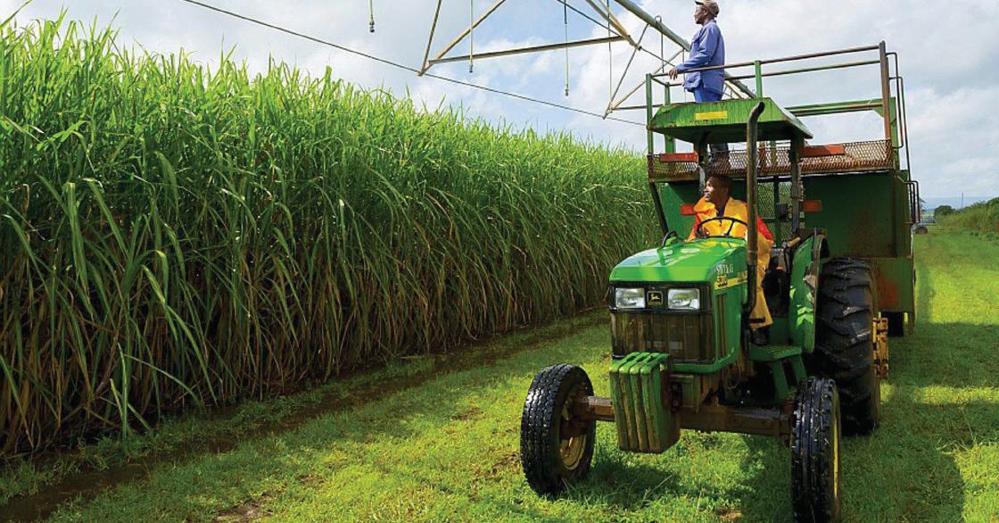 Tongaat Hulett seeks regulatory reforms to save sugar industry
