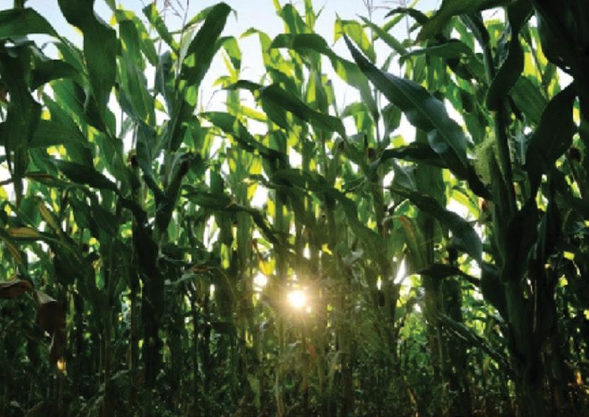 Summer crop plantings rise as farmers expand maize and oilseed area