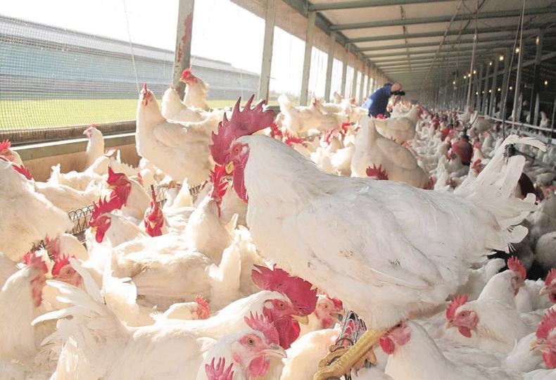SA poultry industry ranked among world’s most competitive producers