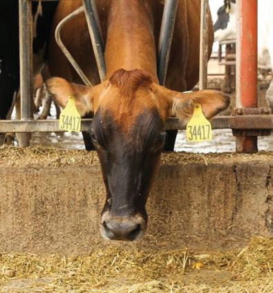 Western Cape ramps up Foot and Mouth Disease vaccination campaign