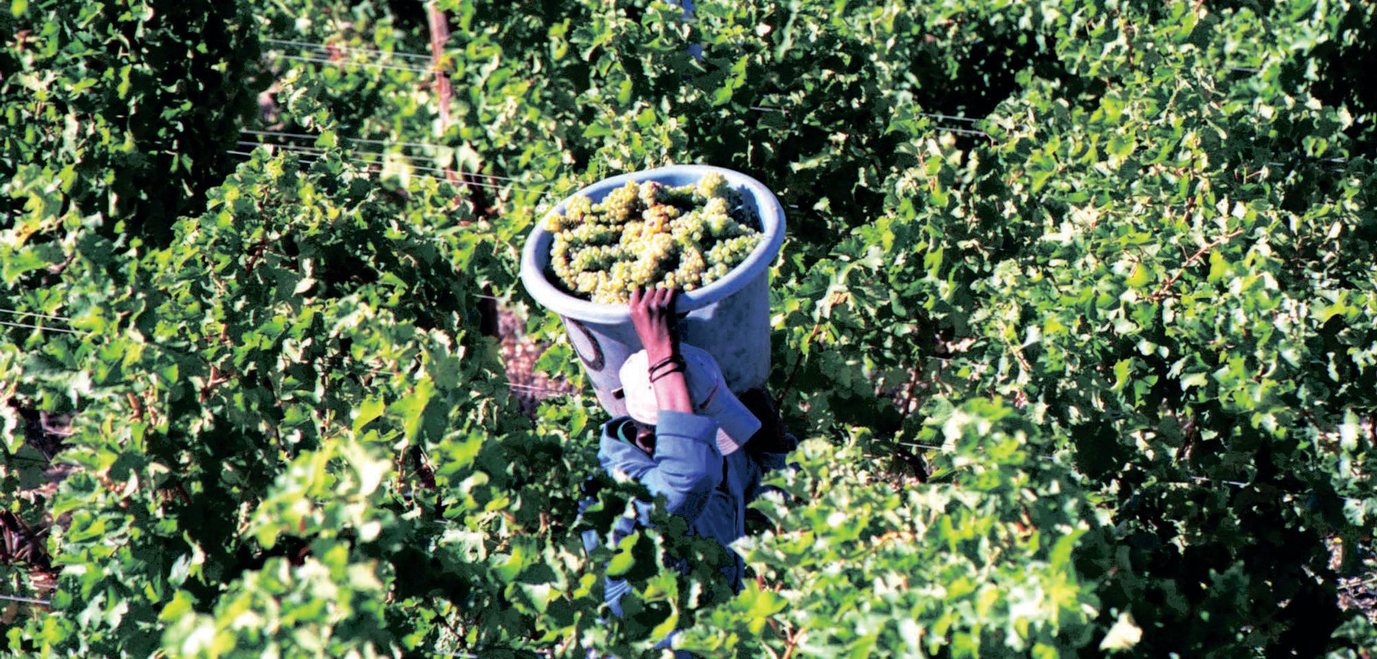 South African agriculture poised to weather Trump's tariff storm