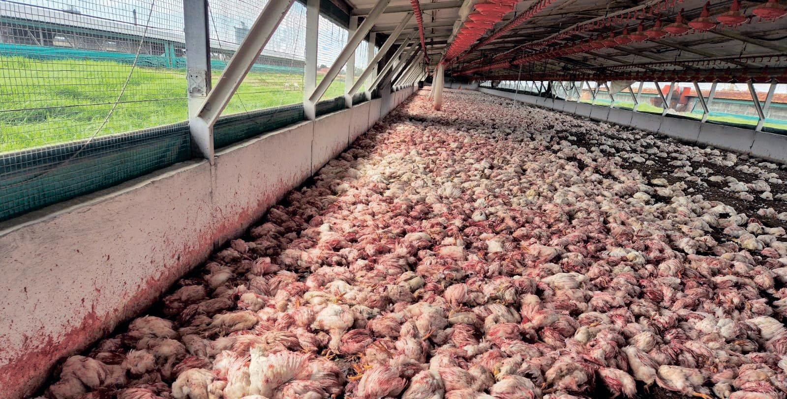 Daybreak Foods seeks PIC approval for business rescue as financial crisis escalates