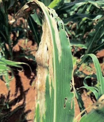 FAO food price index rises slightly amid mixed commodity outlook