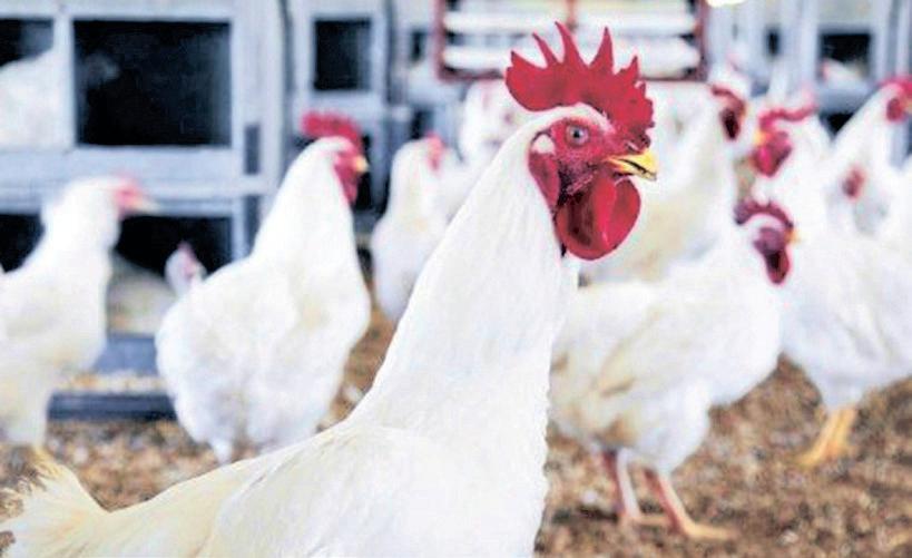 PIC seeks stability for Daybreak Foods as board faces crisis