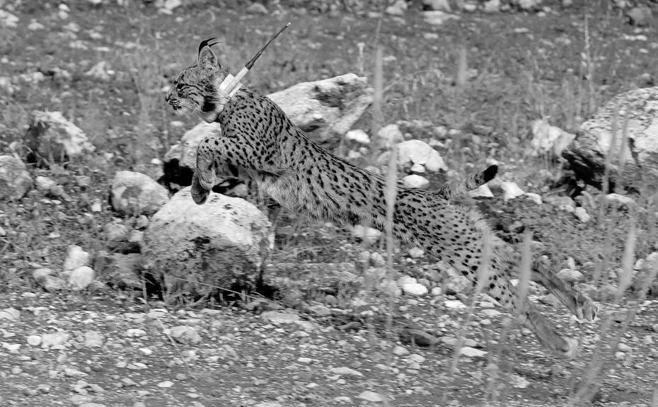 Disunity weakens Africa's collective agency