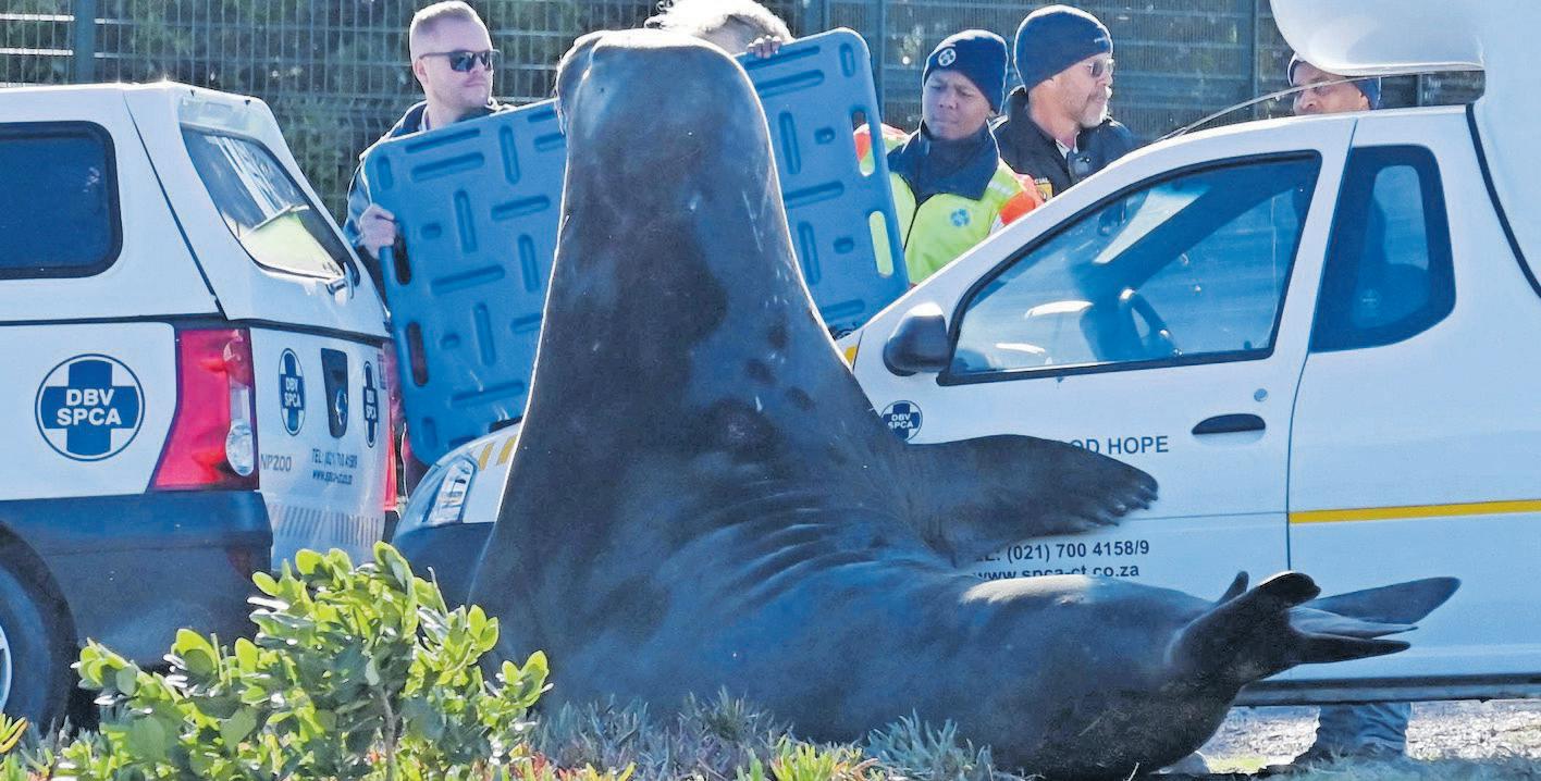 Massive elephant seal makes waves on Gordon's Bay streets