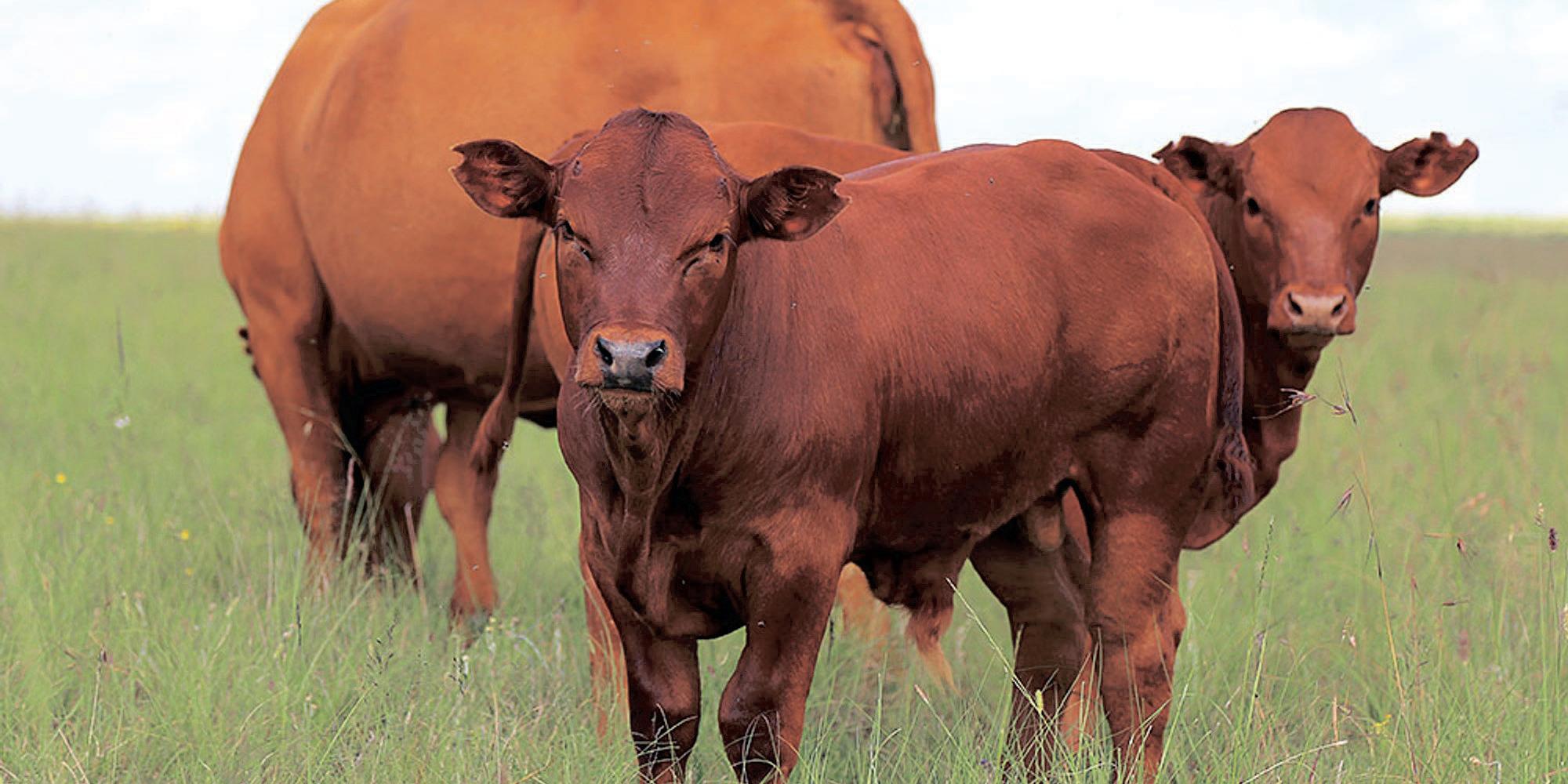 Red Meat Industry activates Operational Centre to counter Foot and Mouth Disease outbreak