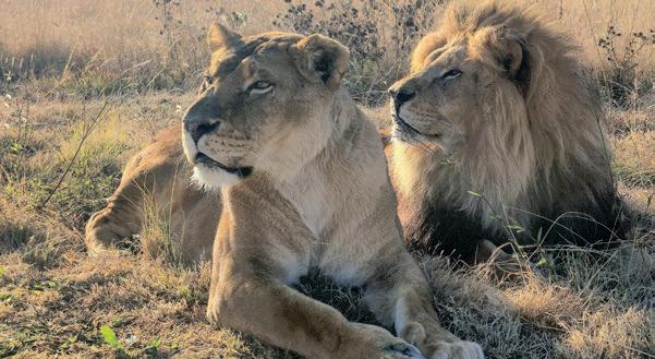 Rescued circus lions find sanctuary in South Africa, embrace freedom