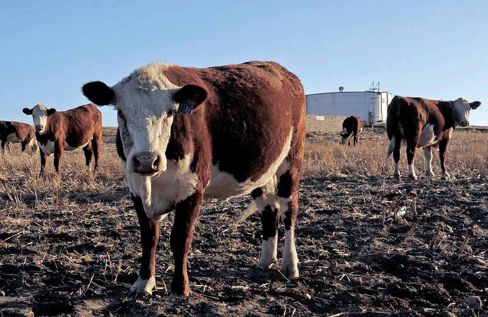 Corruption and crime: A recipe for food insecurity in South Africa