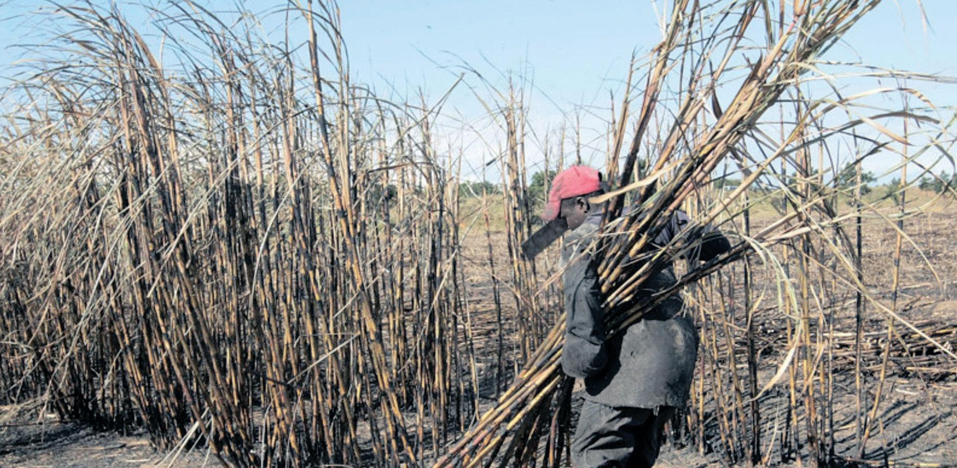 SA sugar growers urge action against unfair trade practices impacting industry