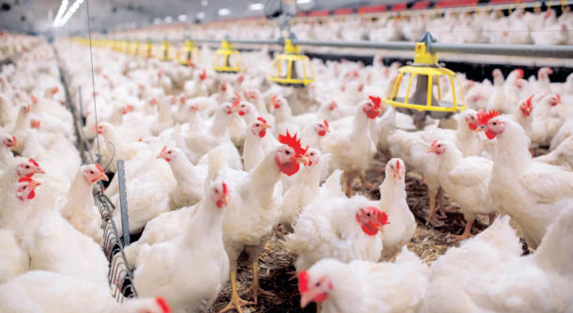 Poultry industry takes a proactive step with avian flu vaccination permit