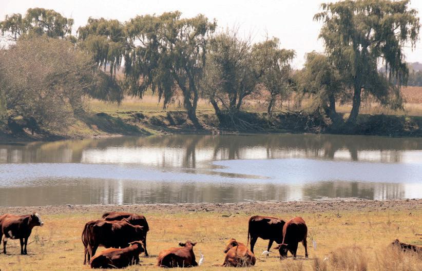 KZN remains under foot-and-mouth surveillance, E Cape and Limpopo relaxed