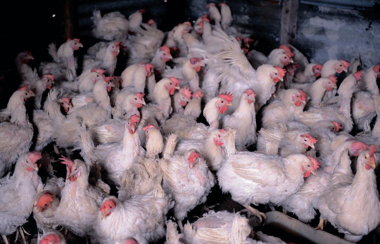 Merlog warns SA poultry supply crisis could worsen despite lifted import ban
