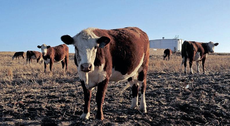 Another Foot and Mouth Disease outbreak raises alarm among farming organisations