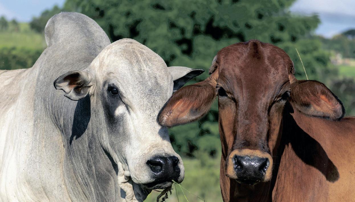 KwaZulu-Natal agricultural union urges disaster declaration as foot and mouth disease spreads