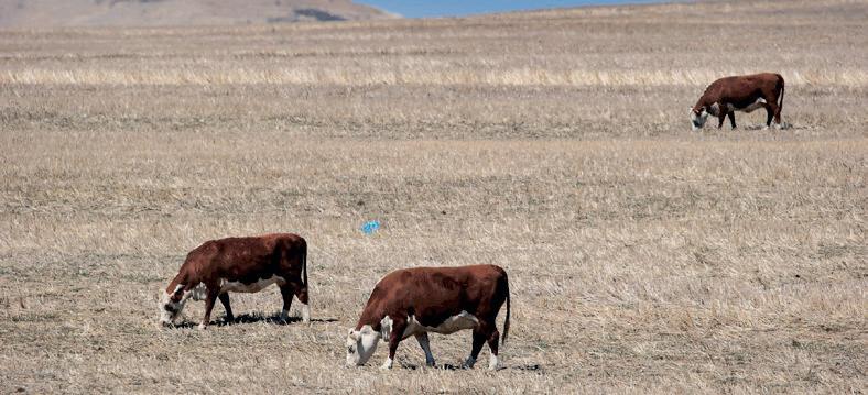 Fixing South Africa's broken foot and mouth disease prevention system