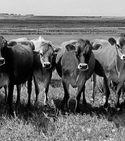 Ruminants are more beneficial for environment than you think