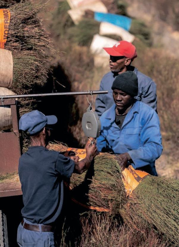 SA Rooibos producers call for exemption from US tariffs