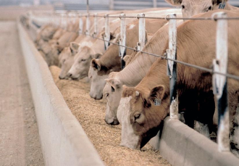 Surge in meat prices raises concerns as foot and mouth disease strikes South Africa