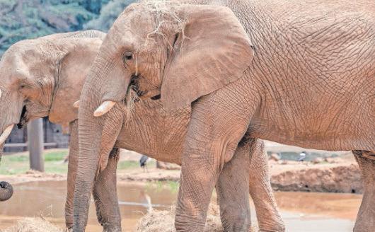 US law academics seek court role in Joburg Zoo elephants’ release case