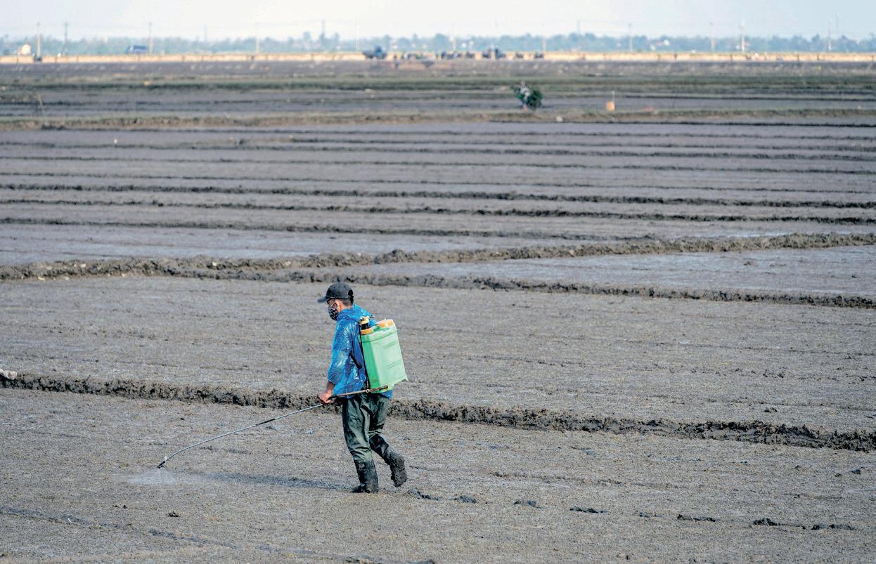 Inside the $50 million daisy: Is Kenya's pyrethrum revival real?