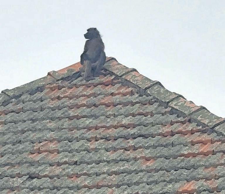 Durban residents urged to assist in locating escaped baboon