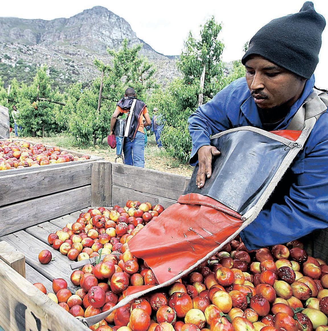 South Africa looks to China for R400m stone fruit exports in diversification drive