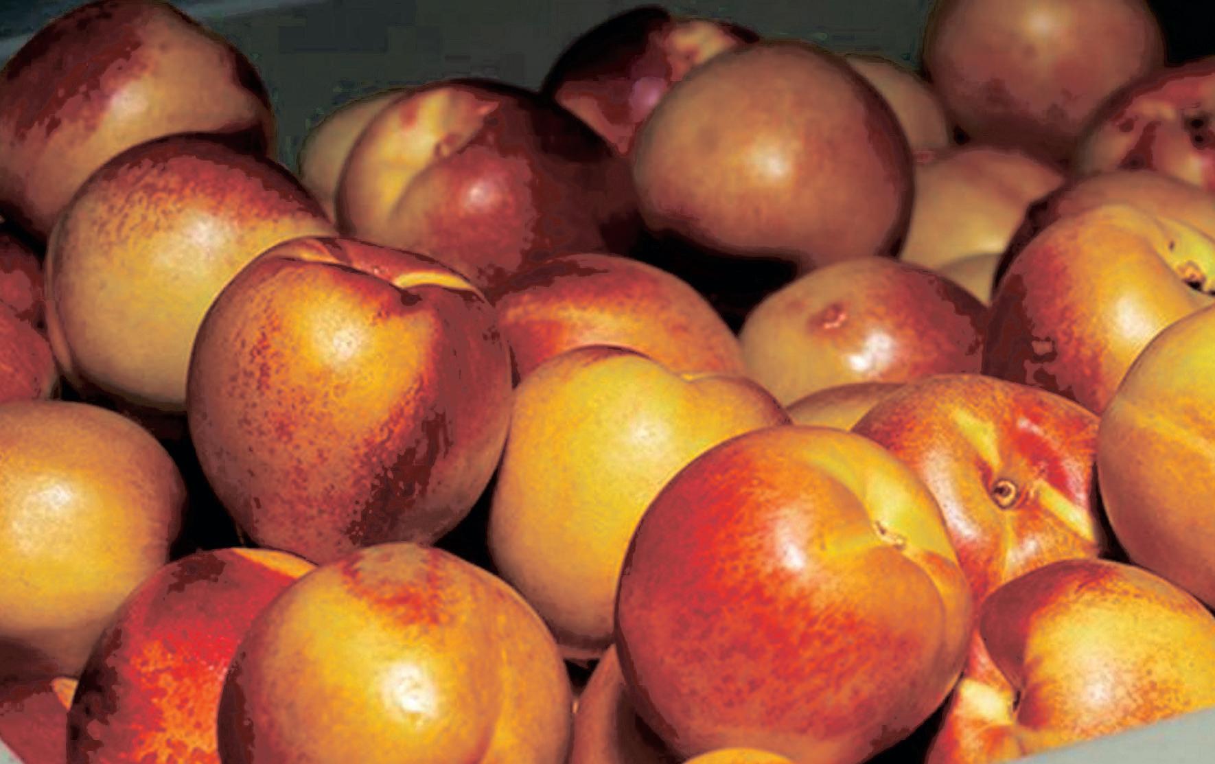 Stone fruit industry set for major boost as China trade deal sealed