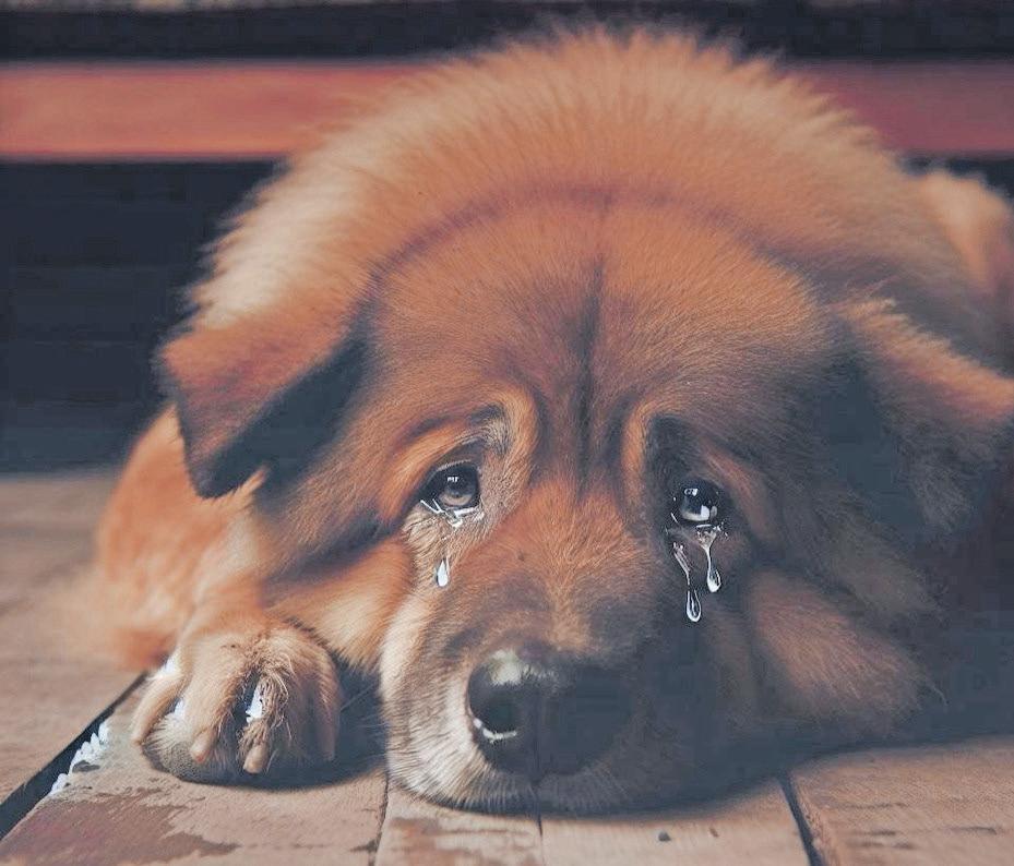 SPCA team heroically saves dog guarding deceased owner