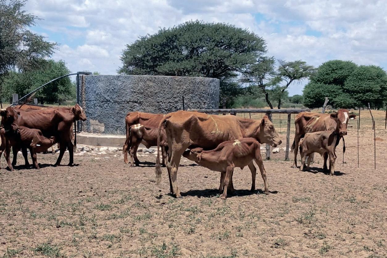 Agri-industry alarmed by Onderstepoort Biological Products’ performance