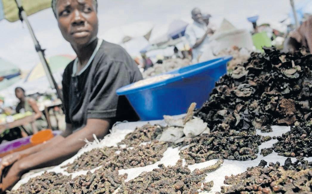 WHY MOPANI WORMS ARE THE FUTURE OF SUSTAINABLE PROTEIN