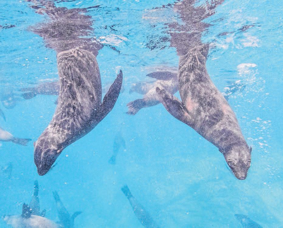 Tourists, residents told to steer clear of Cape fur seals after rabies cases