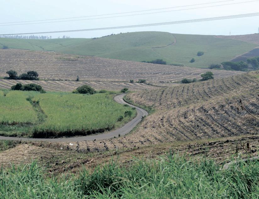 Surge in sugar imports threatens South African jobs and industry