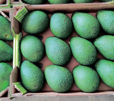 South Africa’s subtropical fruit exports offer growth potential — Steenhuisen