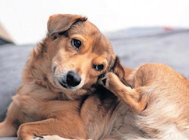 How allergies affect your pet