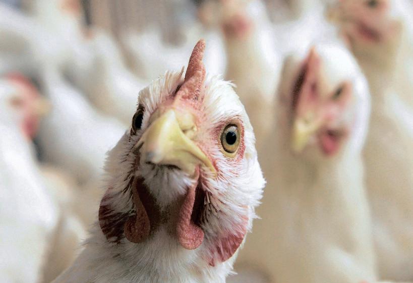 Four bidders shortlisted for Daybreak poultry partnership as turnaround gains momentum
