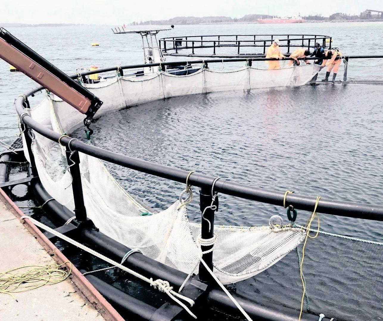 Transforming agriculture: How tech is shaping South Africa's farming future