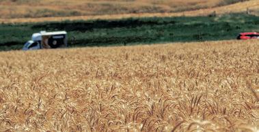 Global food prices fall for third straight month as FAO Index slides in November