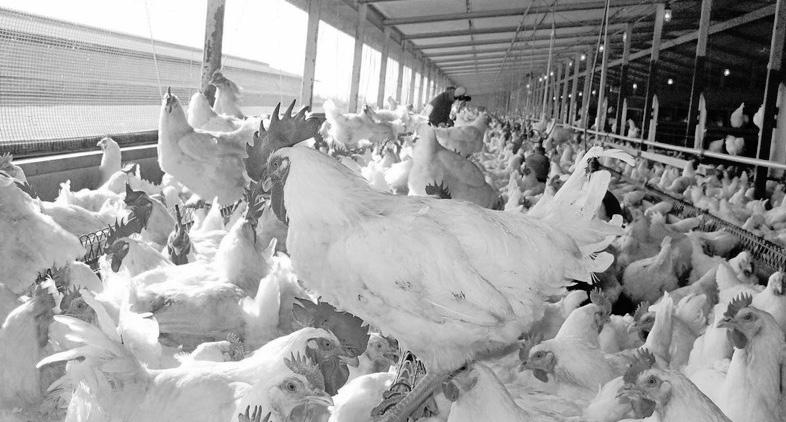 Southern Africa’s poultry revolution strengthened by collective action