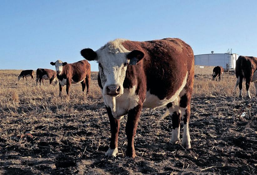 Red meat industry outlines role in tackling FMD as government intensifies response