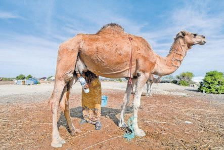 SAUDI ARABIA TO PROVIDE PASSPORTS FOR CAMELS