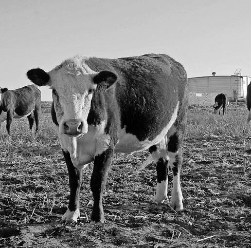US food guidelines put meat and dairy back on top, sparking debate