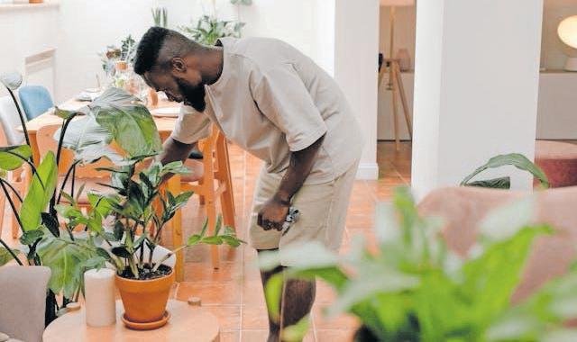 Turn your home into a sanctuary with these beginner-friendly plants