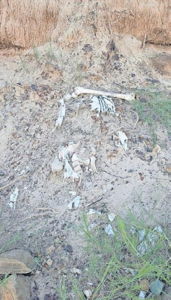 Human bones wash up after flooding