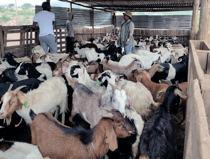 Uwela ngelibanzi ngokufuya nemfashini oncele ibhizinisi ekhaya