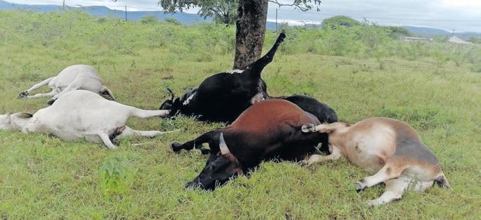 Bakhala ezimathonsi umphezulu ubulala izinkomo zelobolo
