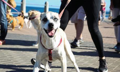 WALK A DOG TO RAISE FUNDS FOR VET CLINIC