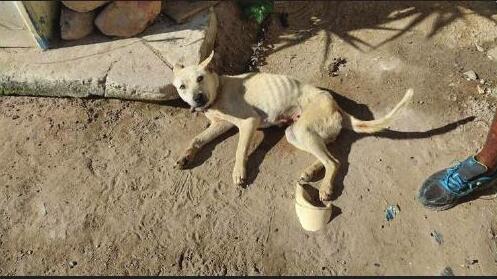 Heideveld ou pays for animal abuse