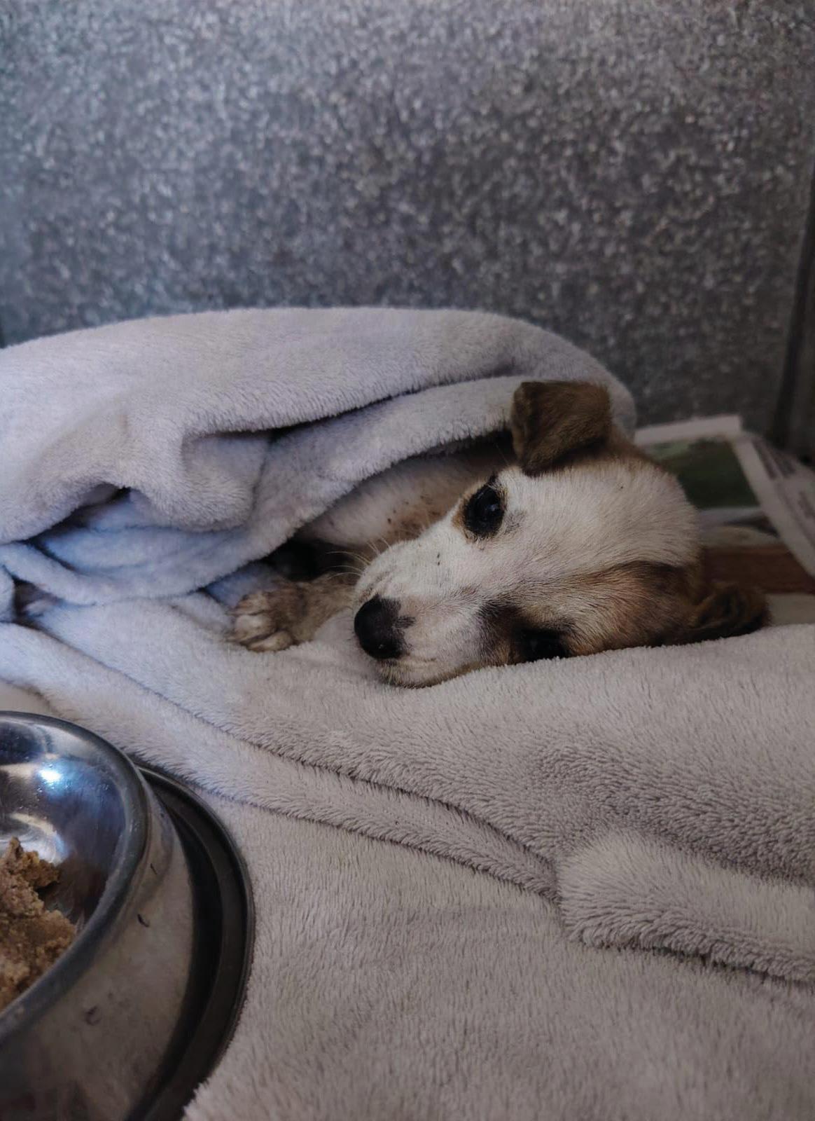 'JUSTICE FOR PUP'